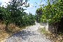 Plots of land in Morcone (BN) - LOT 2 1
