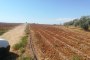 Agricultural lands in Niscemi (CL) - LOT 3 2