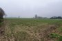 Agricultural land in San Pietro di Morubio (VR) - LOT 1 2