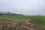 Agricultural land in San Pietro di Morubio (VR) - LOT 1 3