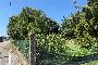 Building land in San Pietro di Morubio (VR) - SHARE 1/2 - LOT 4 4
