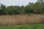 Terrenys agrícoles a Bojano (CB) - LOT 9 2