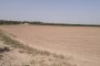 Terrain agricole à Cerignola (FG) - QUOTA 1/2 4