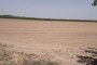 Terrain agricole à Cerignola (FG) - QUOTA 1/2 5