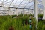 N. 7 Arched Structures for Greenhouses 4