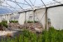 N. 7 Arched Structures for Greenhouses 5