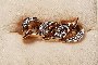 Anillo Oro Amarillo 18 Quilates - Diamantes 0.10 ct 1