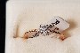Anell Or Rosa 18 Quilates - Diamants 0,05 ct 1