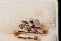 18 Carat Rose Gold Ring - Diamonds 0.01 ct 1