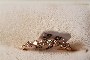 Anell Or Groc 18 Quilates - Diamants 0.10 ct 1