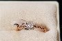 18 Carat Rose Gold Ring - Diamonds 0.05 ct 1
