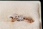 Anell Or Rosa 18 Quilates - Diamants 0,05 ct 1