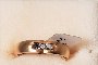 18 Carat Yellow Gold Ring - Diamonds 1