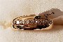 Anillo Oro Amarillo 18 Quilates - Diamantes 1