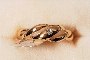 18 Carat Yellow Gold Ring - Diamonds 1