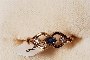 Anillo Oro Amarillo 18 Quilates Diamantes - Zafiro 1