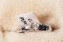 18 Carat White Gold Ring - Diamonds 1