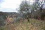 Agricultural lands in Corciano (PG) - LOT 4 2