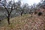 Terrenos agrícolas en Corciano (PG) - LOTE 4 4