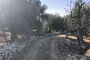 Agricultural land in Bitonto (BA) - LOT 2 3