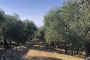Agricultural land in Bitonto (BA) - LOT 2 4