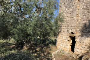Agricultural land in Bitonto (BA) - LOT 2 5