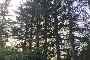 Lot of Ornamental Trees 5