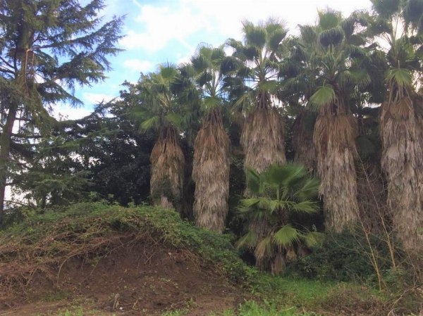 Ornamental trees - Bank. 104/2016 - Napoli Nord Law Court - Sale 3