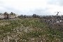 Building land in Putignano (BA) - LOT 4 6