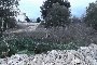 Building land in Putignano (BA) - LOT 6 4