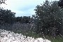 Building land in Putignano (BA) - LOT 6 5