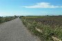 Agricultural land in Montemilone (PZ) 3
