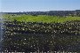 2 Plots of land between Sanlucar de Guadiana and Villanueva De Los Castillejos - Huelva 3