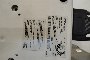 TWO PHOTOCOPIERS 2