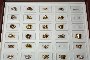Anells d'Or -N.26 - A 1