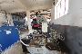 Segatrice a Nastro Thomas Trad 282 3