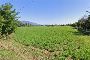 Terreni agricoli a Bassano del Grappa (VI) 4