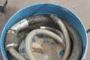 Rigler Industrial Aspiratzailea - A 2