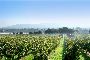 COmpany sale of Terre Cortesi - Moncaro Wine Business - COMPLETE LOT 4