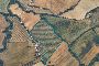 Vigneto a Montecarotto (AN) 2
