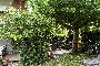 Chalet con garaje en Calci (PI) - LOTE 5 4