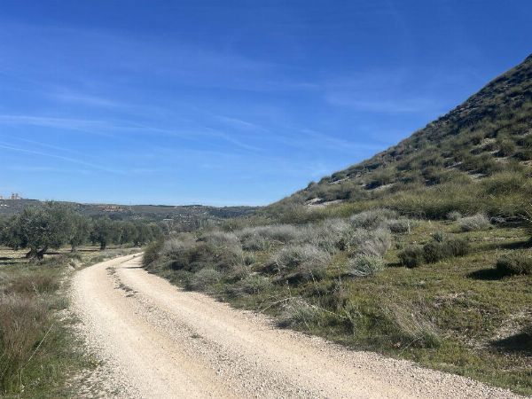 Ländliche Grundstücke in Morata de Tajuña gelegen – Handelsgericht Nr. 1 von Huelva