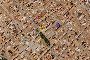 Property located in Almansa, Albacete 2